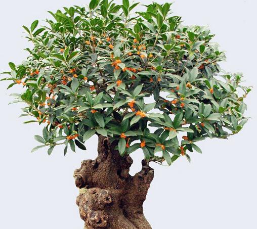 江城岭南盆景艺术展:精美制作搭配特色名称