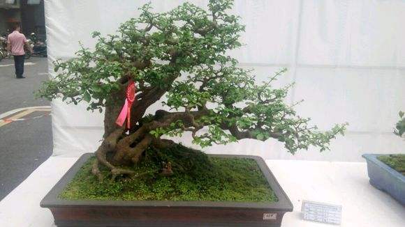 梨园街巧剪“江城客厅盆景”