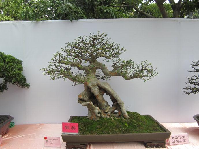 福州花卉盆景博览会29日开幕 近千花卉盆景亮相西湖