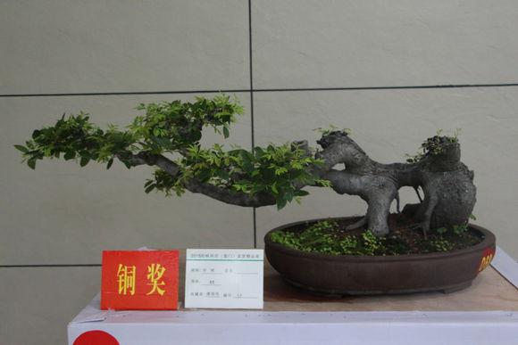 厦门白鹭洲中公园将进行绿化提升 建一个盆景园