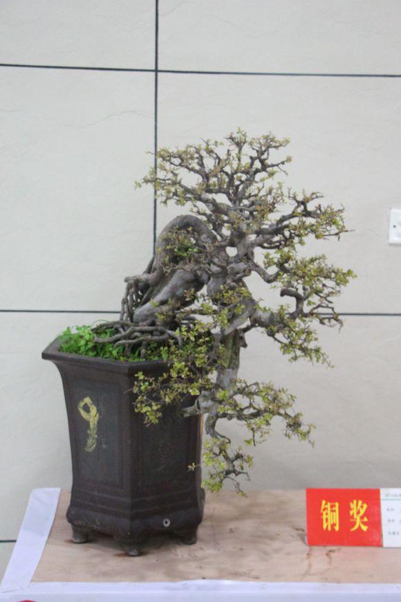 世界盆景交流中心落户厦门园博苑景区