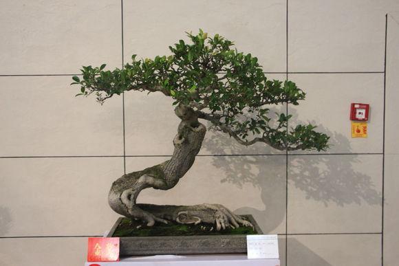 民警作品获“首届中国(厦门)盆景精品展大奖赛”金奖