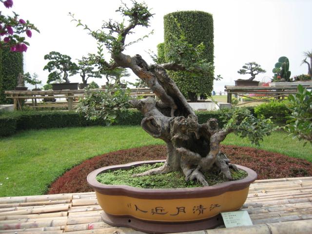 城市义工赠送盆景倡导绿色环保生活