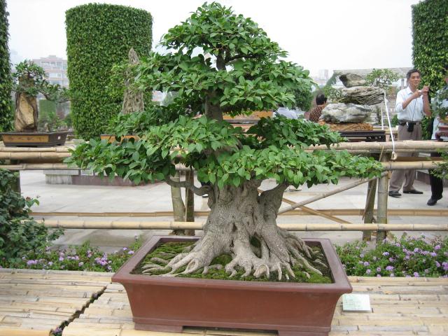 春节临近厦门花卉市场火热 盆景花价格亲民