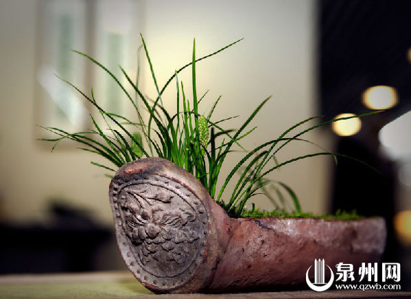 郑剑斌:闽南元素,融进菖蒲盆景