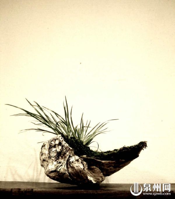 郑剑斌:闽南元素,融进菖蒲盆景