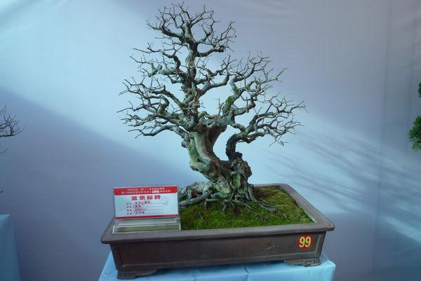 泉州盆景专家赴印度传艺