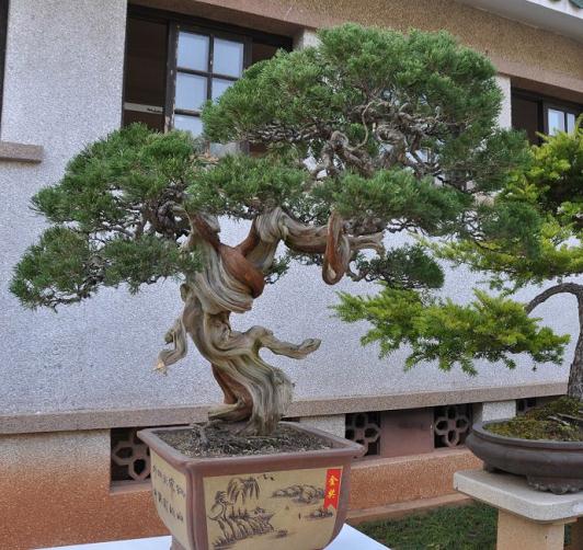 泉州17件盆景赏石获奖