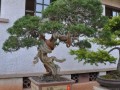 泉州17件盆景赏石获奖