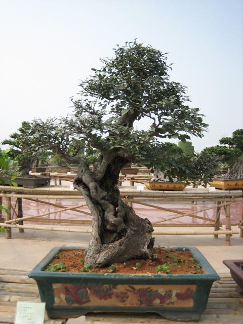 漳州：悉心照料盆景 20年种出&ldquo;兽中之王&rdquo;