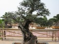 漳州悉心照料盆景 20年种出兽中之王
