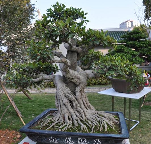 漳州市榕桩盆景研究所