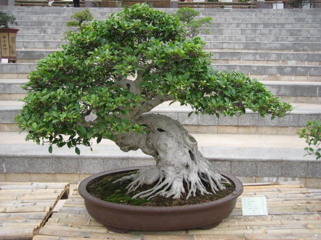 2013年漳州苗木花卉出口增长近2成 盆景出口量稳居全国首位