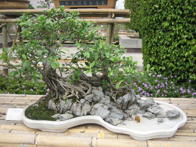 南平市举办盆景艺术展览 百余盆景公园争奇