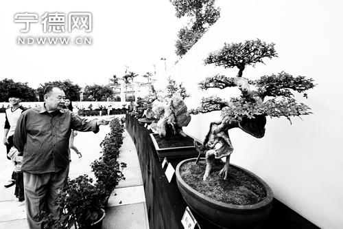 宁德市区东湖南岸公园举办首届盆景展