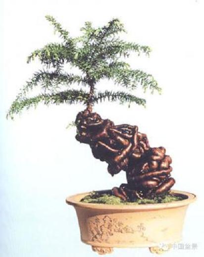 福清市积极筹备参加第六届中国盆景展览