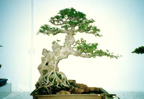 福清市花卉盆景协会推动植物园盆景园创建