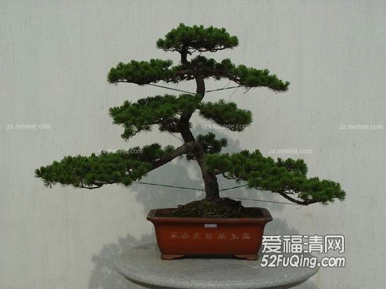 福清市召开建国60周年花卉盆景展总结表彰大会