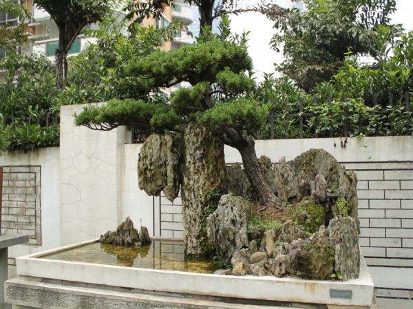 融台文化交流向纵深迈进福清盆景艺术走进台湾