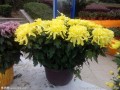 江西网友点赞宜春首届菊花盆景展