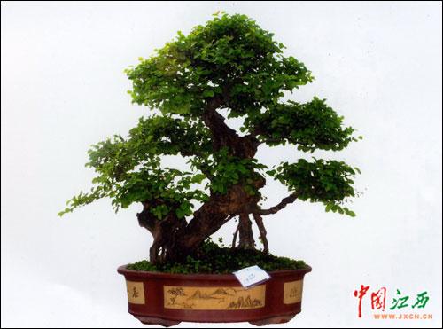 江西首个红豆杉盆景培育基地落户武宁