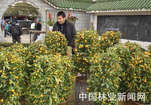 江西:安福迎合市场 水果盆景悄然行销(图)
