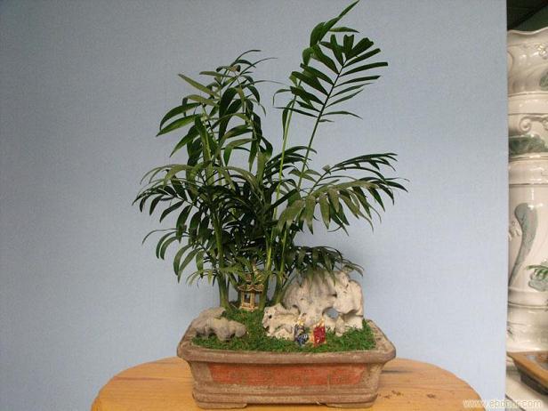 江西永丰:花卉盆景扮靓新居 时尚元素进乡村