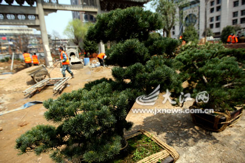 江西首个城区盆景园7月开放[图]