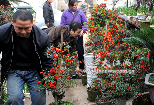 南昌：名字取得喜庆 盆景卖得红火