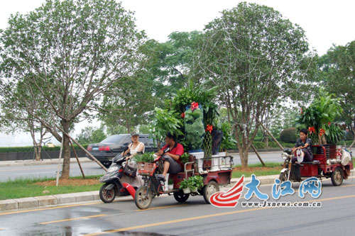 高温催热绿色经济 南昌室内盆景销售走俏