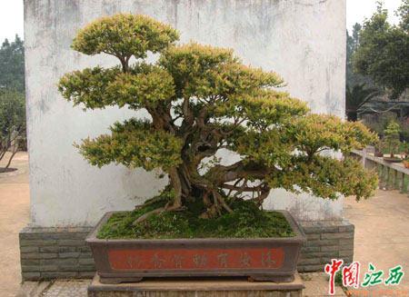 南昌盆景作品获全国休闲农业创意优秀奖