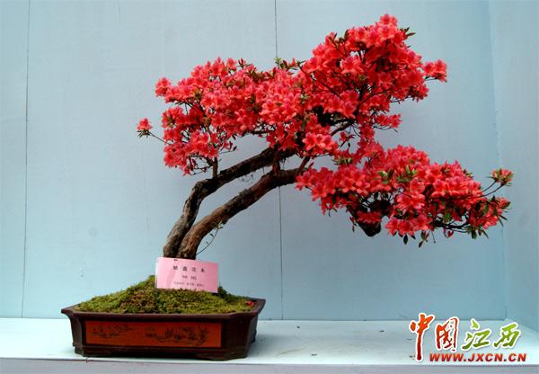 南昌城区首个盆景园已现雏形