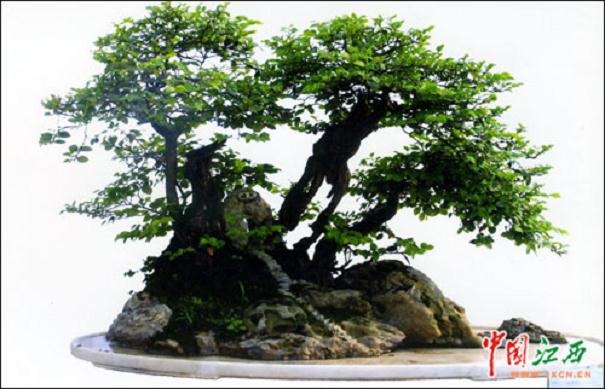 新余盆景摘得井冈山国际杜鹃花节大满贯