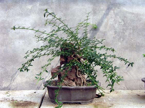 山东省平原县盆景蔬菜受到市场青睐