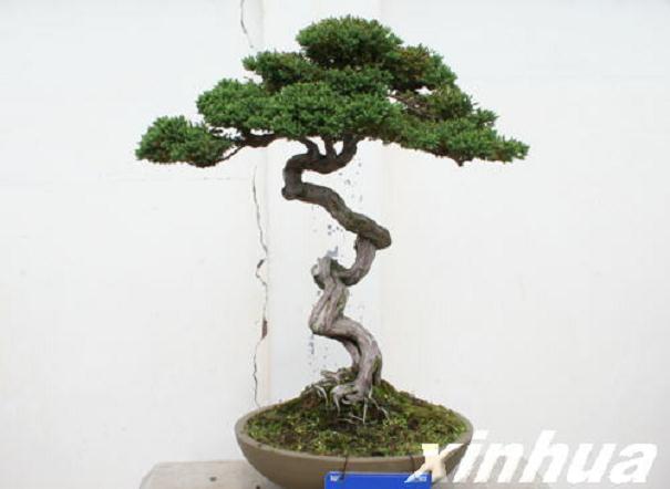 山东:从盆景到花园的“兖州妙方”