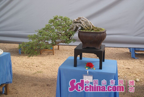 首届山东盈丰杯花卉盆景赏石精品展在潍坊开幕