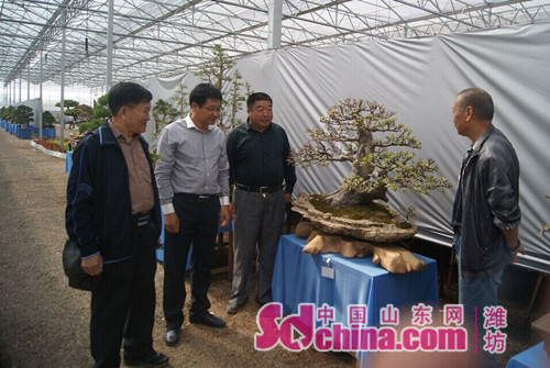 首届山东盈丰杯花卉盆景赏石精品展在潍坊开幕