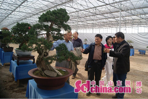 首届山东盈丰杯花卉盆景赏石精品展在潍坊开幕