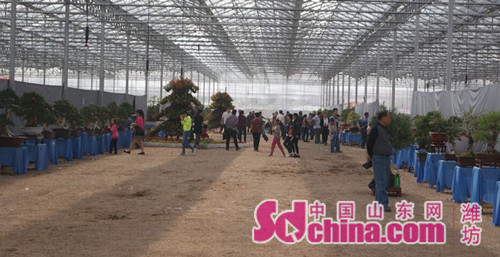 首届山东盈丰杯花卉盆景赏石精品展在潍坊开幕