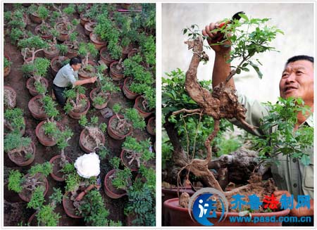 山东郯城山树根盆景富农家(组图)