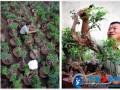 山东郯城山树根盆景富农家（组图）