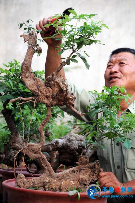 山东郯城山树根盆景富农家(组图)