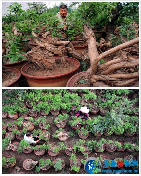 山东郯城山树根盆景富农家(组图)