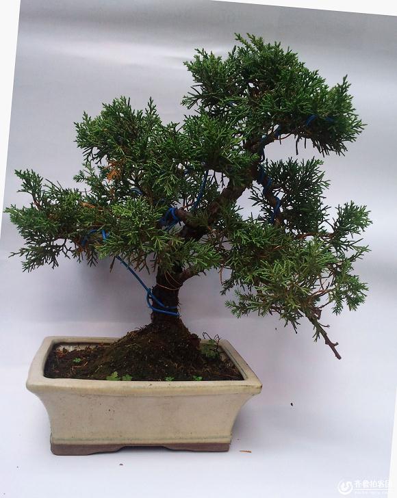 山东平原：盆景蔬菜受到市场青睐