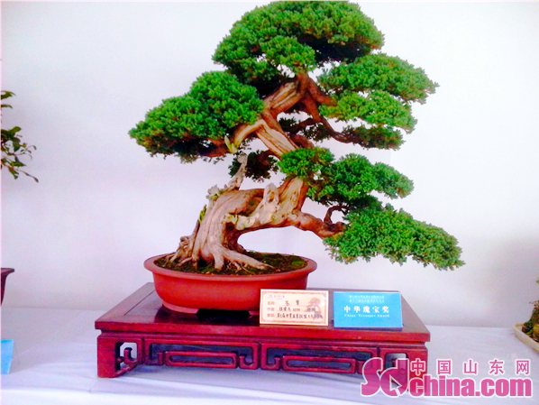 首届山东盆景名家精品展举行 6件