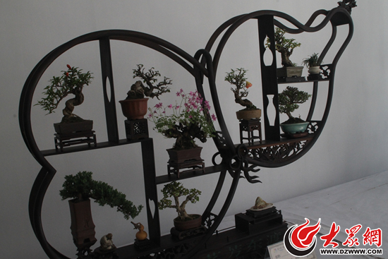 大明湖五一盆景展 30年育精品