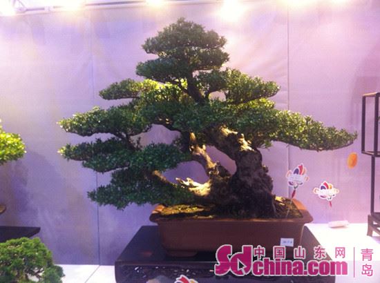 青岛世园会盆景竞赛开始 向游客展现诗意生活