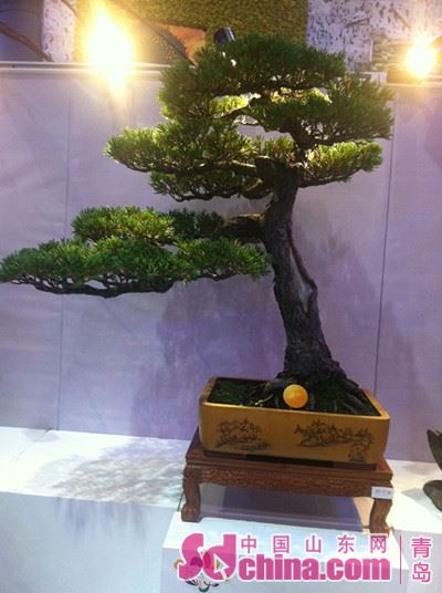 青岛世园会盆景竞赛开始 向游客展现诗意生活