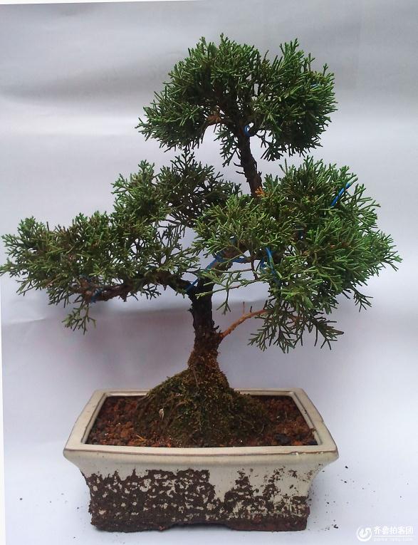 山东省日照市金秋盆景展开展 市民大饱眼福