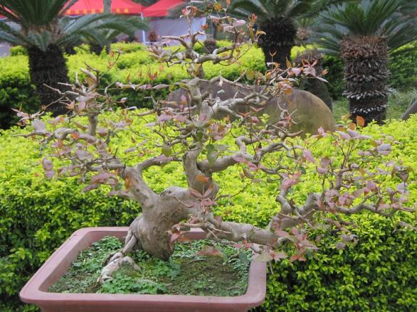 山东菏泽首届奇石盆景根雕艺术展于14日开幕